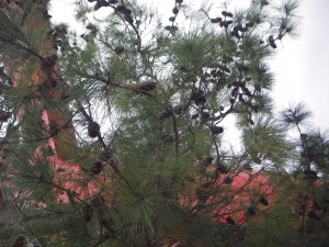 ③おのころ島神社　＿束田